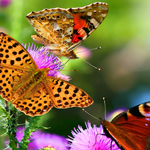 特别靠得住的ddos攻击测试工具