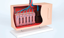 免费ddos平台攻击